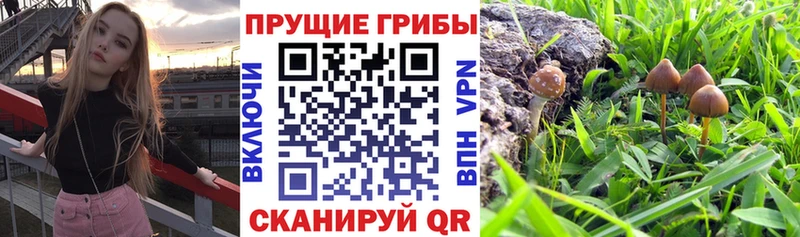 Псилоцибиновые грибы MAGIC MUSHROOMS  Железноводск 
